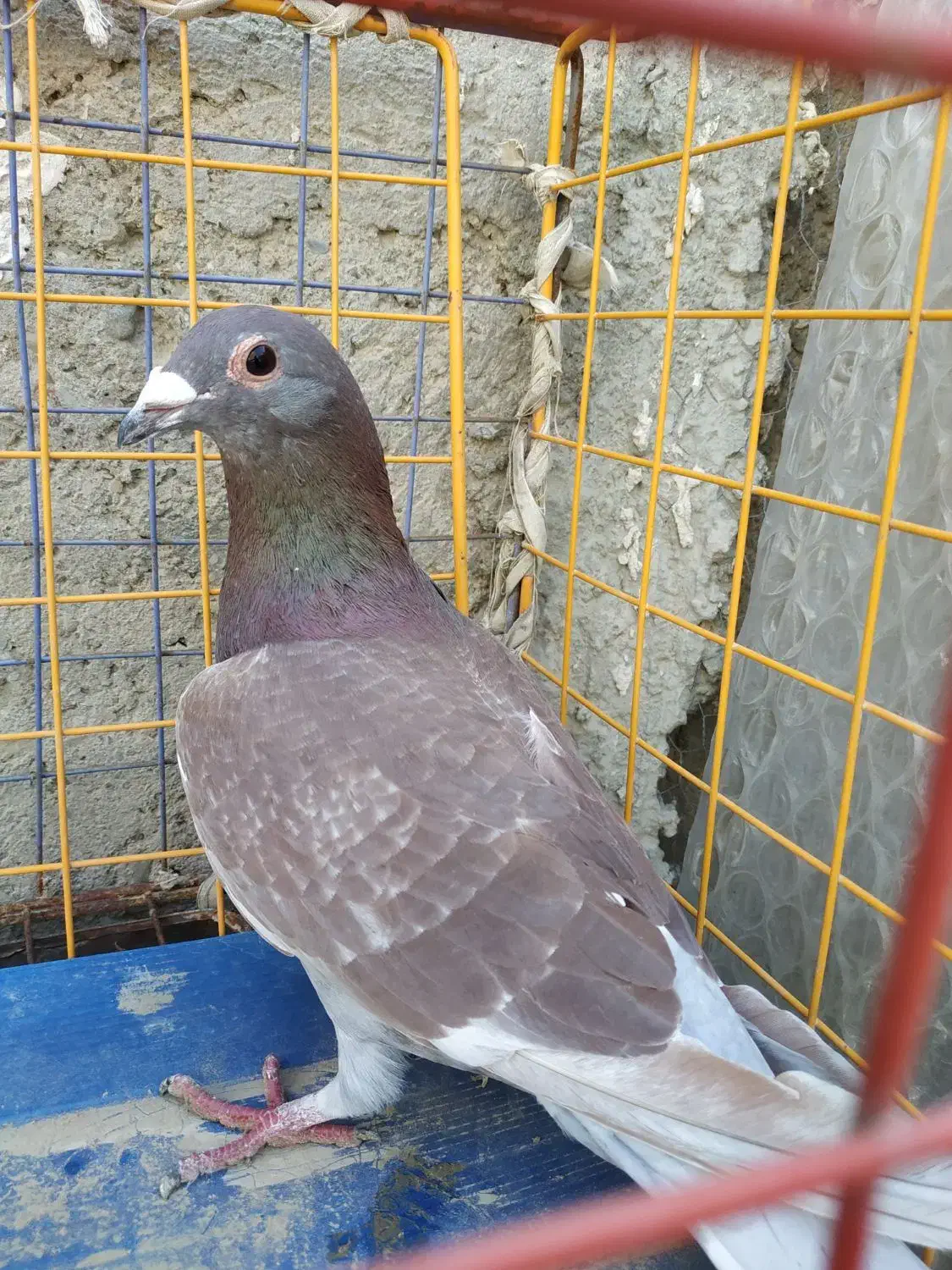 کبوتر سرخ|پرنده|سراوان, |دیوار