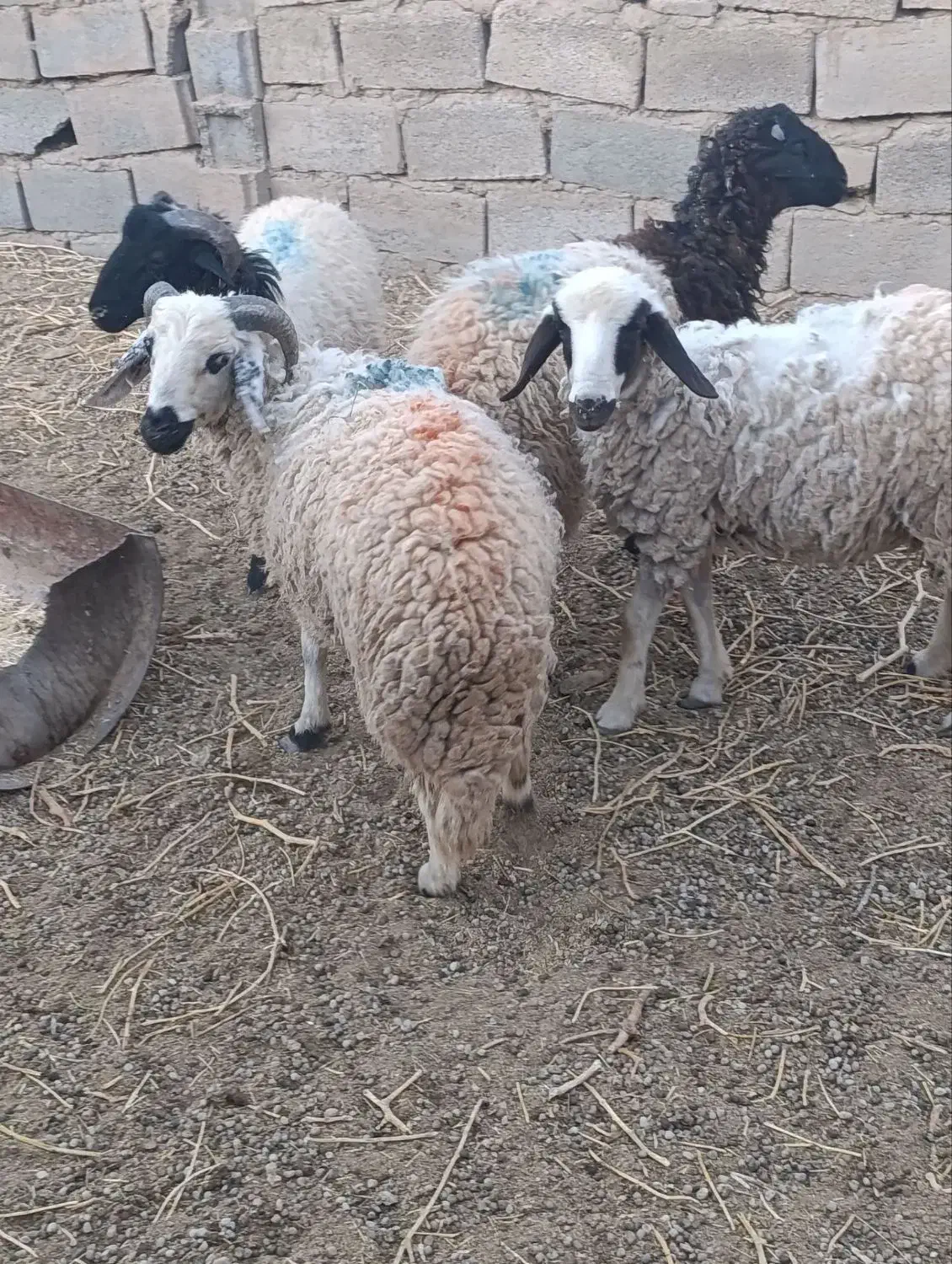 بره نر فروشی|حیوانات مزرعه|زرند, |دیوار