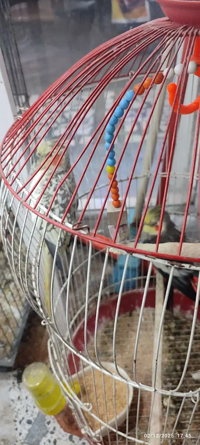 عروس هلندی های نر و ماده همه بالغ بالای دوسال|پرنده|بابل, |دیوار