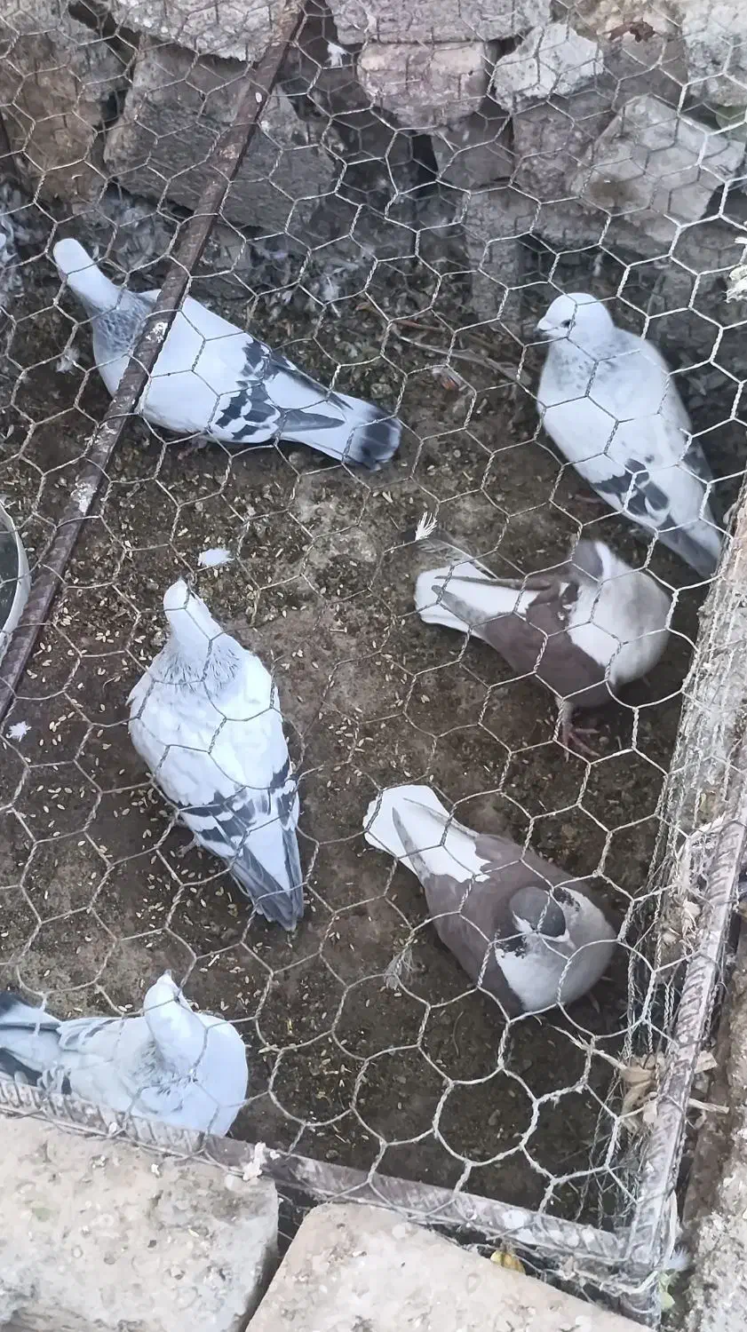 سبز کلاغ نر|پرنده|راین, |دیوار