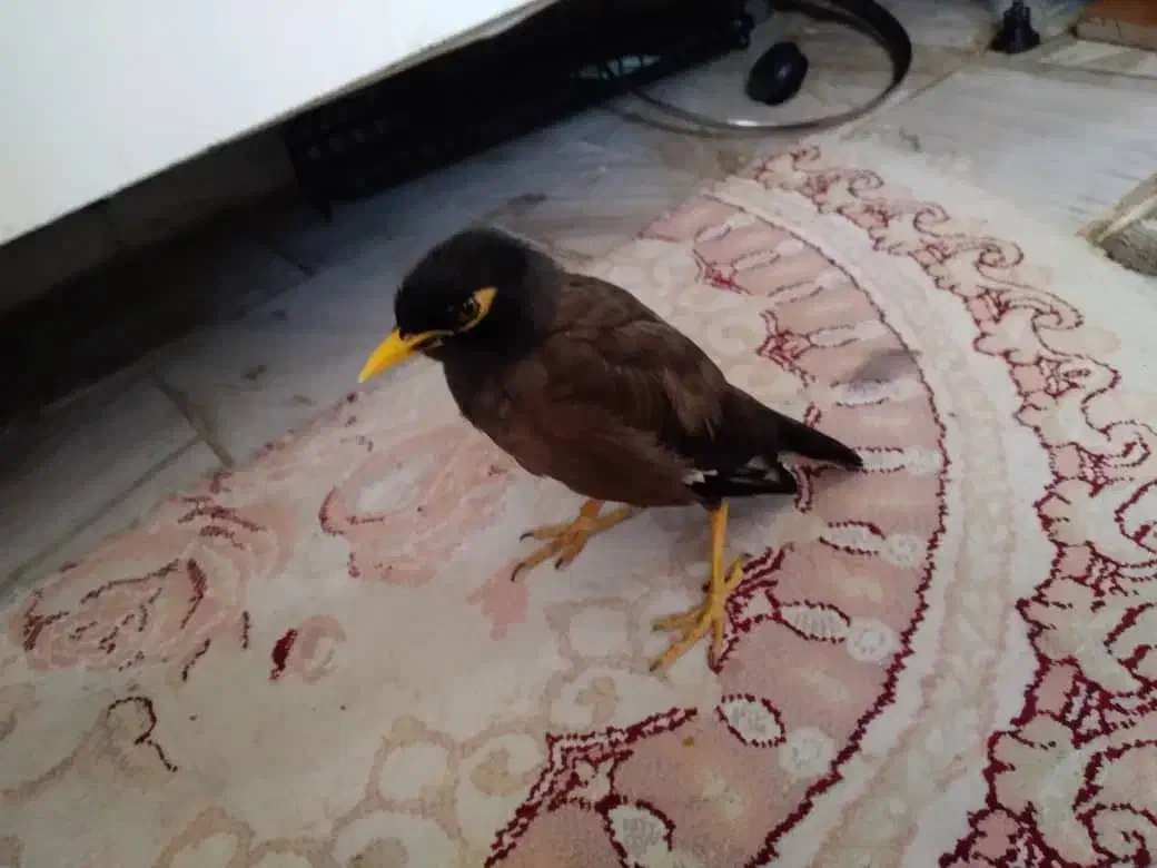 مینا فروشی|پرنده|شهریار, شهرک وائین|دیوار