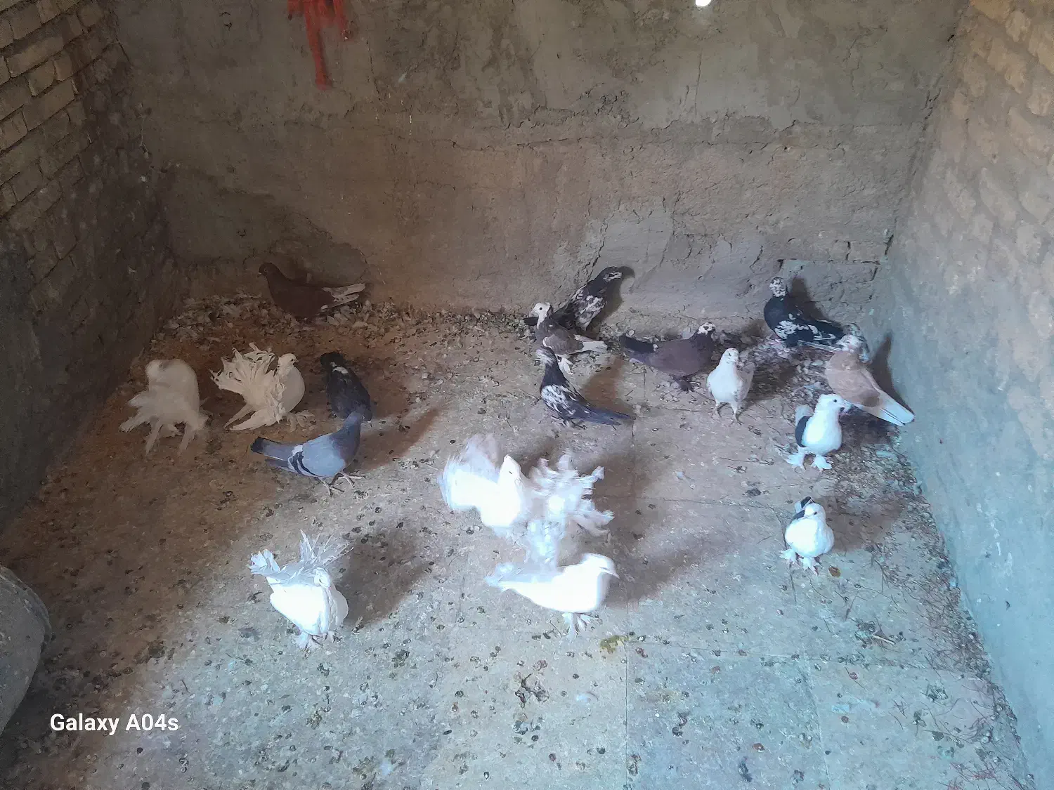 کفتر نقش نژاد دار|پرنده|یزد, |دیوار
