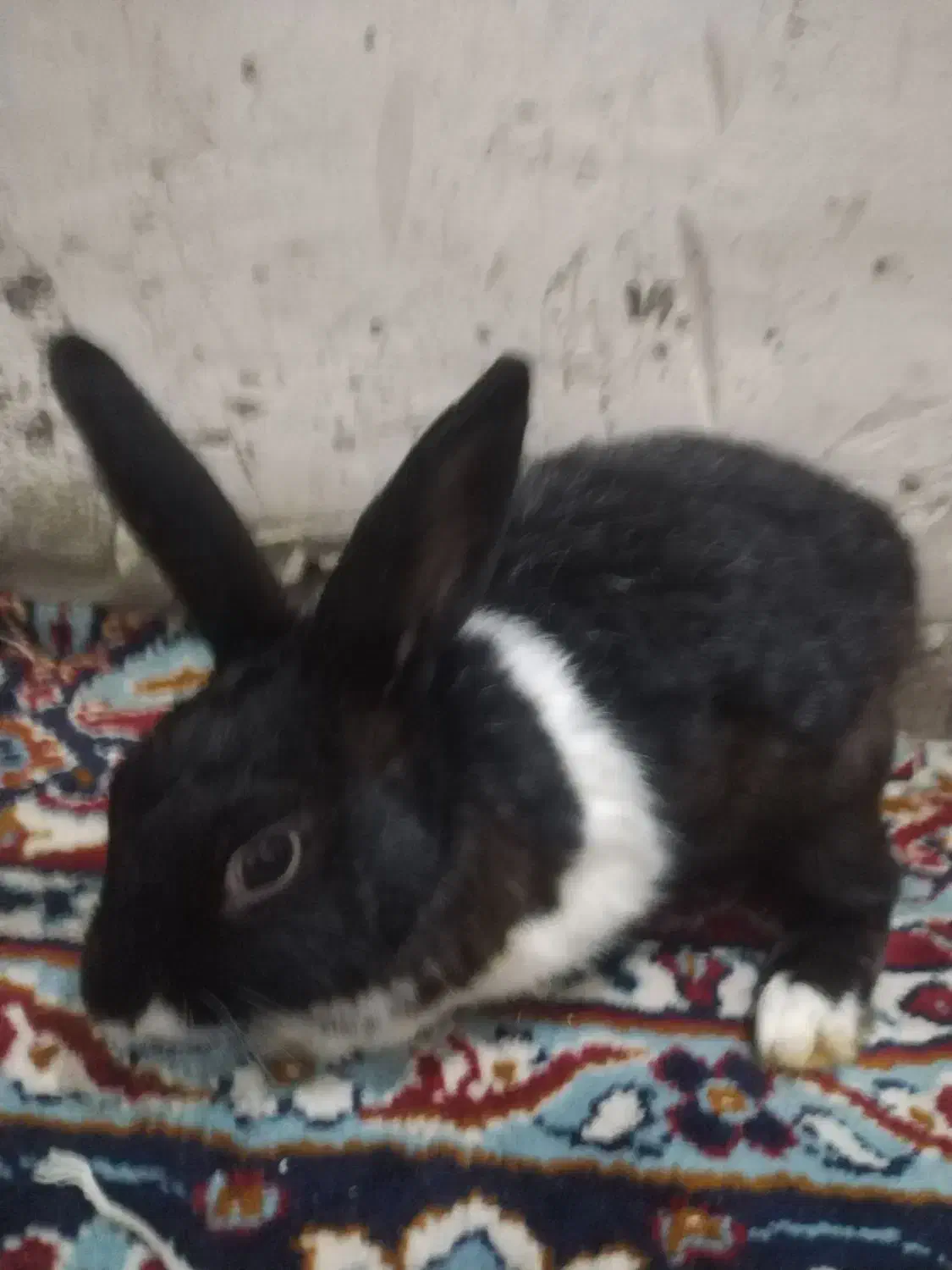 خرگوش خانگی درجه|موش و خرگوش|مهاباد (آذربایجان غربی), |دیوار