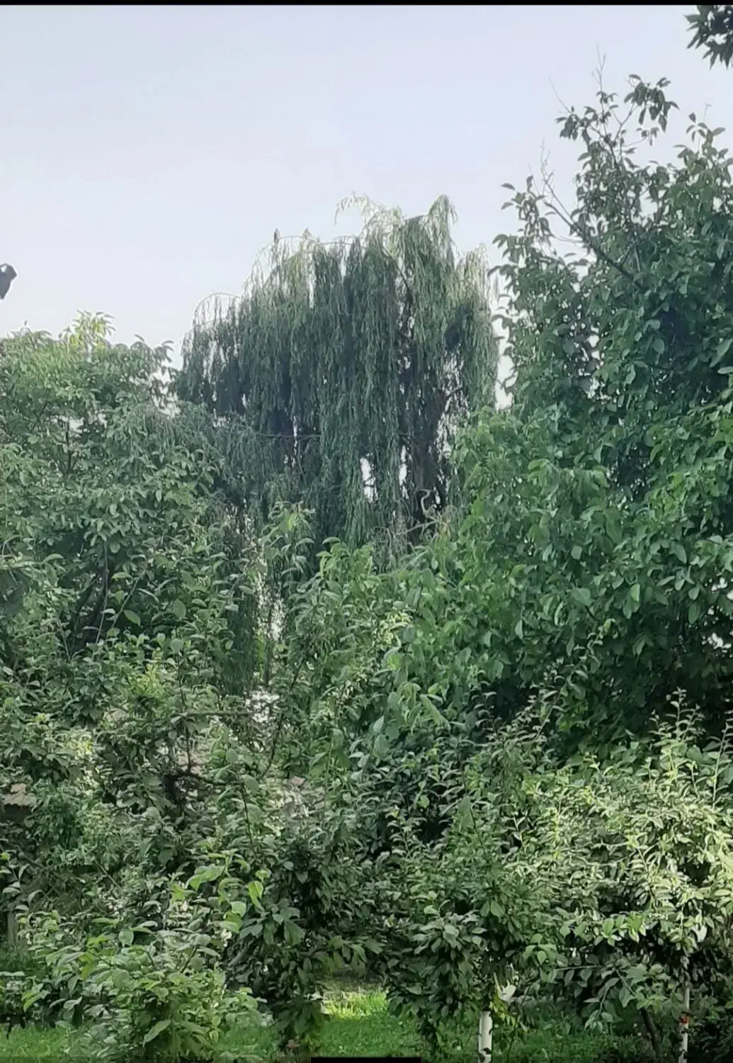 ۱۵۶۰ متر باغ ویلا قدیمی داخل بافت خوروین|فروش خانه و ویلا|کوهسار (البرز), |دیوار