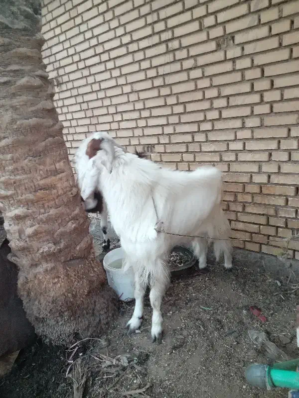 بزنیدی نر|حیوانات مزرعه|خرمشهر, |دیوار