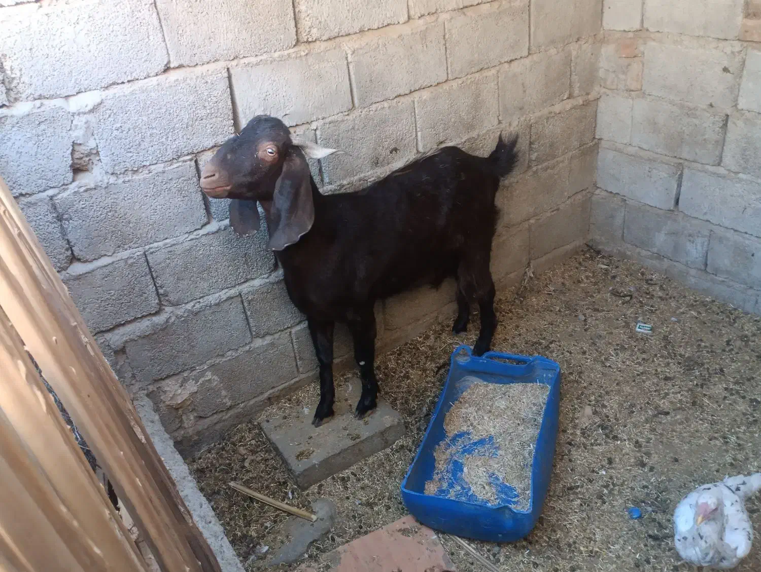 بز مری|حیوانات مزرعه|سراوان, |دیوار