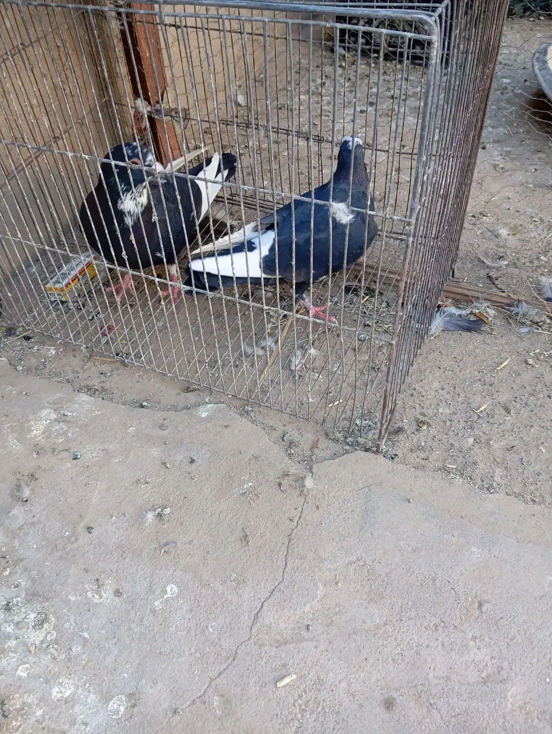 سیاه پلنگ|پرنده|گنبکی, |دیوار