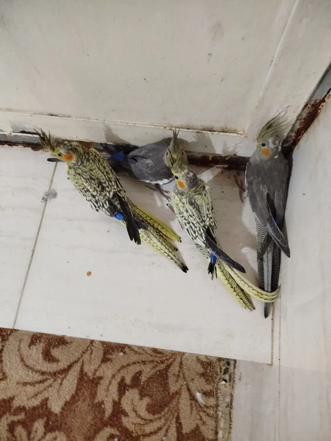 جوجه عروس هلندی|پرنده|بندر گناوه, |دیوار