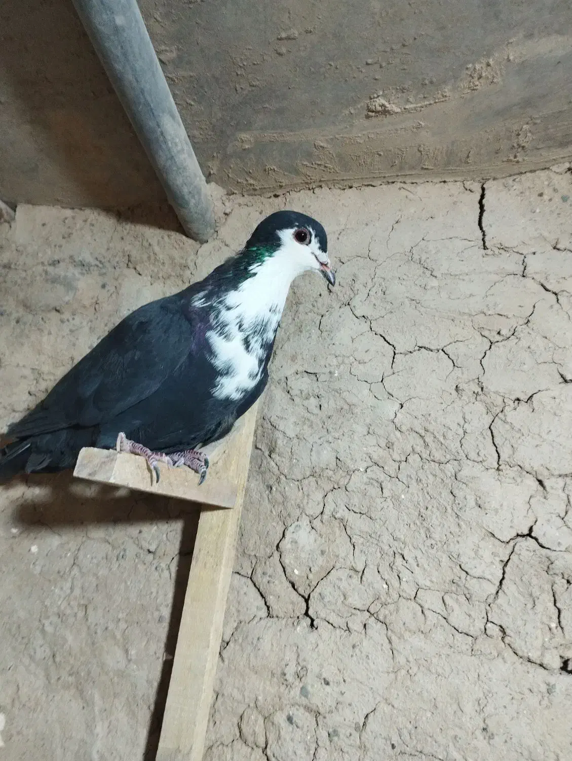 کفتر|پرنده|کرمان, |دیوار