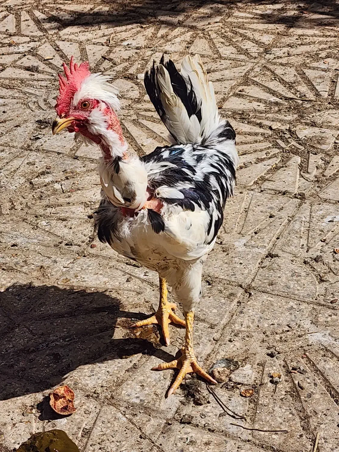 انواع خروس|حیوانات مزرعه|یزد, |دیوار