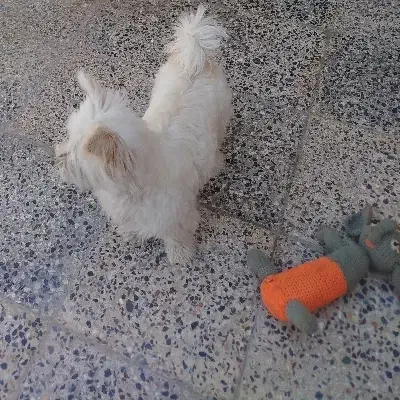 سگ خانگی|سگ|شهرکرد, |دیوار