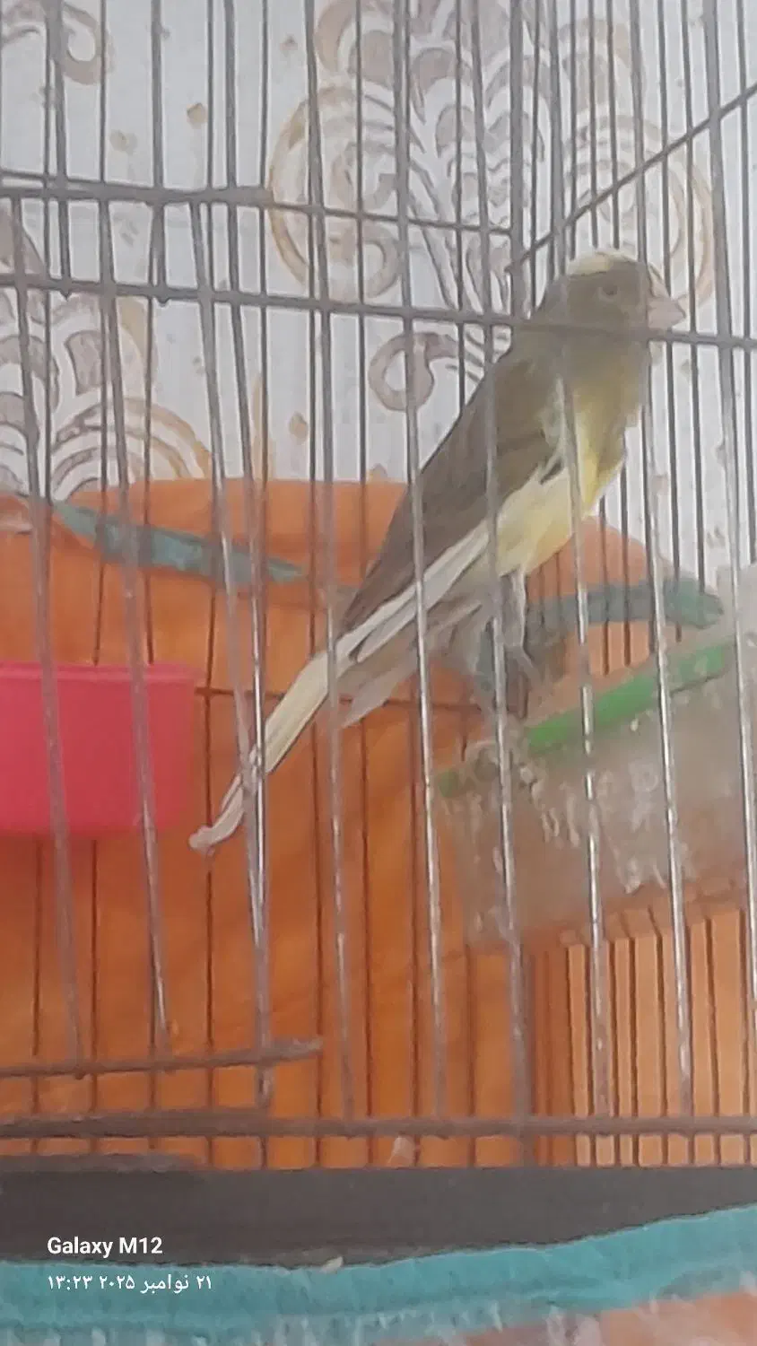 سلام یک عدد غناری ابلق خوب وبخوان|پرنده|سیلاخور, |دیوار