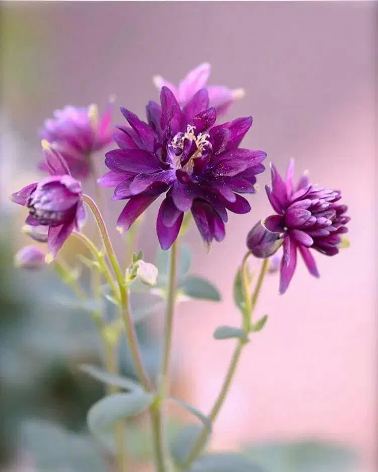 سمپاشی تخصصی|خدمات نظافت|ایلام, |دیوار