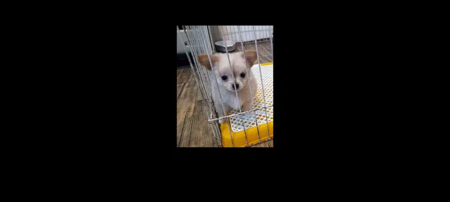 شیواوا جیبی شیهواهوا چیواوا شی واوا فنجونی سایزصفر|سگ|تهران, زعفرانیه|دیوار