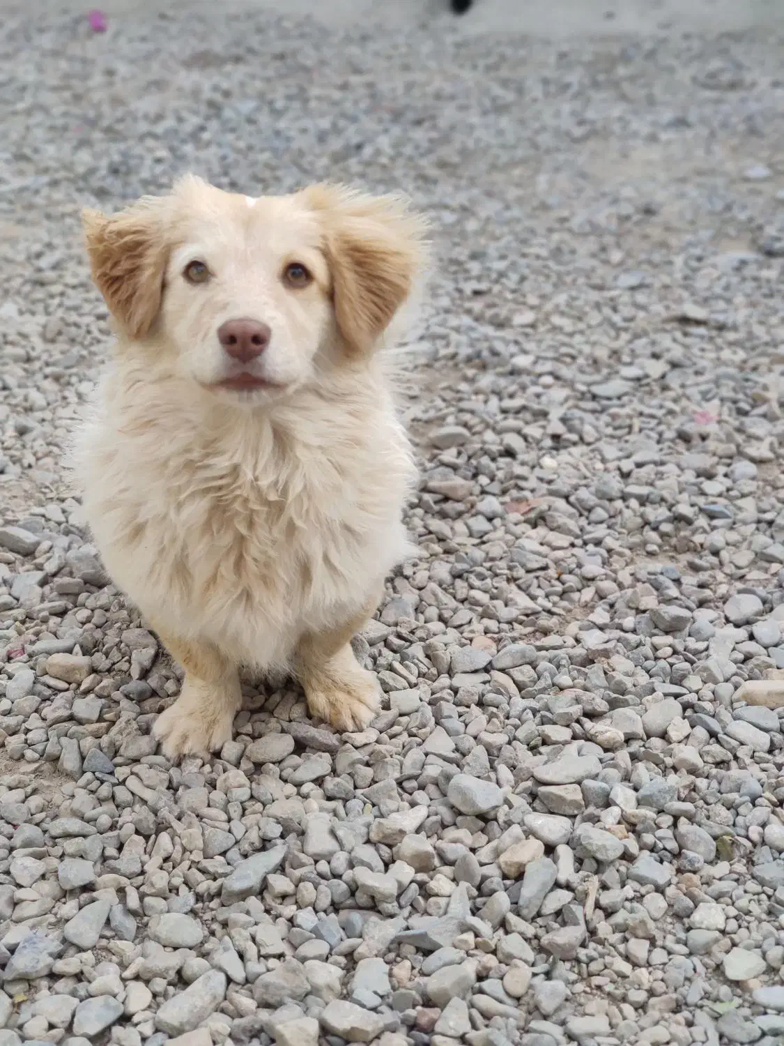 سگ بازیگوش|سگ|بردسکن, |دیوار