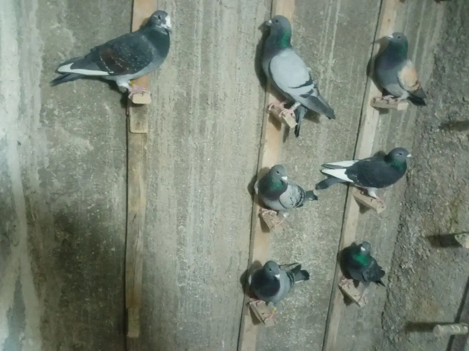 7تا نر زرنگ پلاکی خوب برای فروش|پرنده|فراشبند, |دیوار