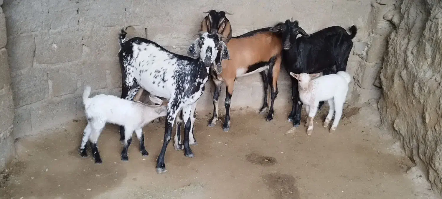 کهره|حیوانات مزرعه|قشم, |دیوار