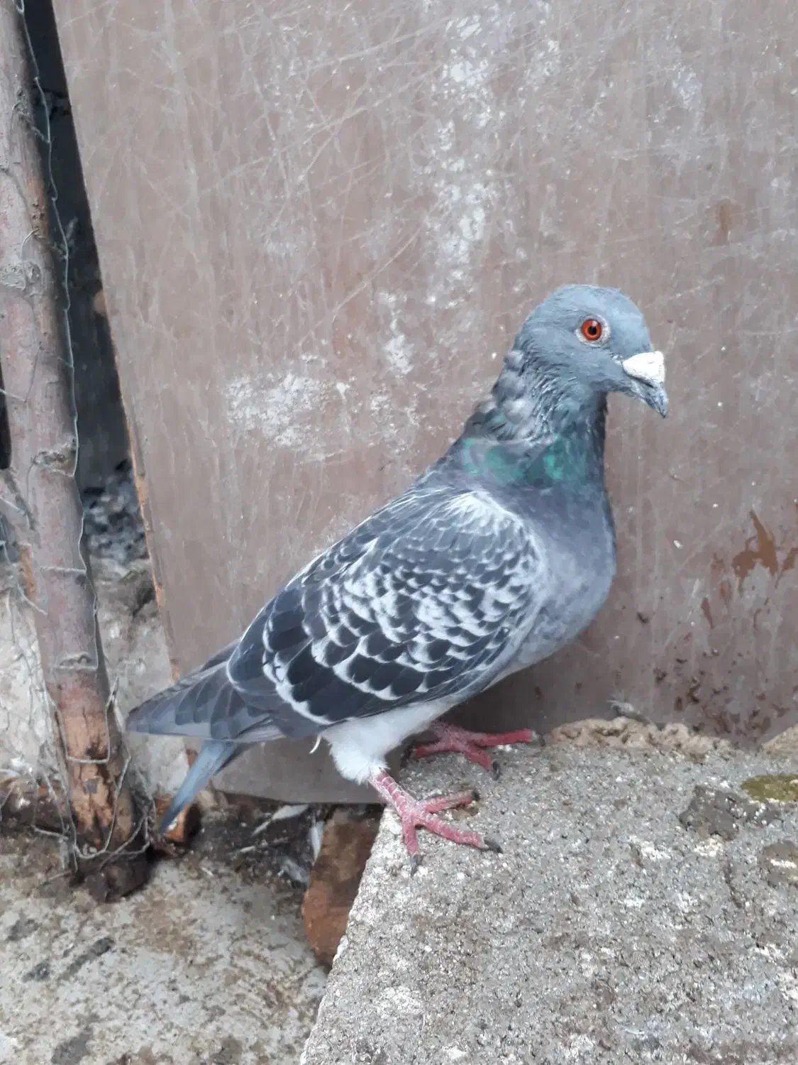جفت دوبر نر و ماده|پرنده|اردبیل, |دیوار