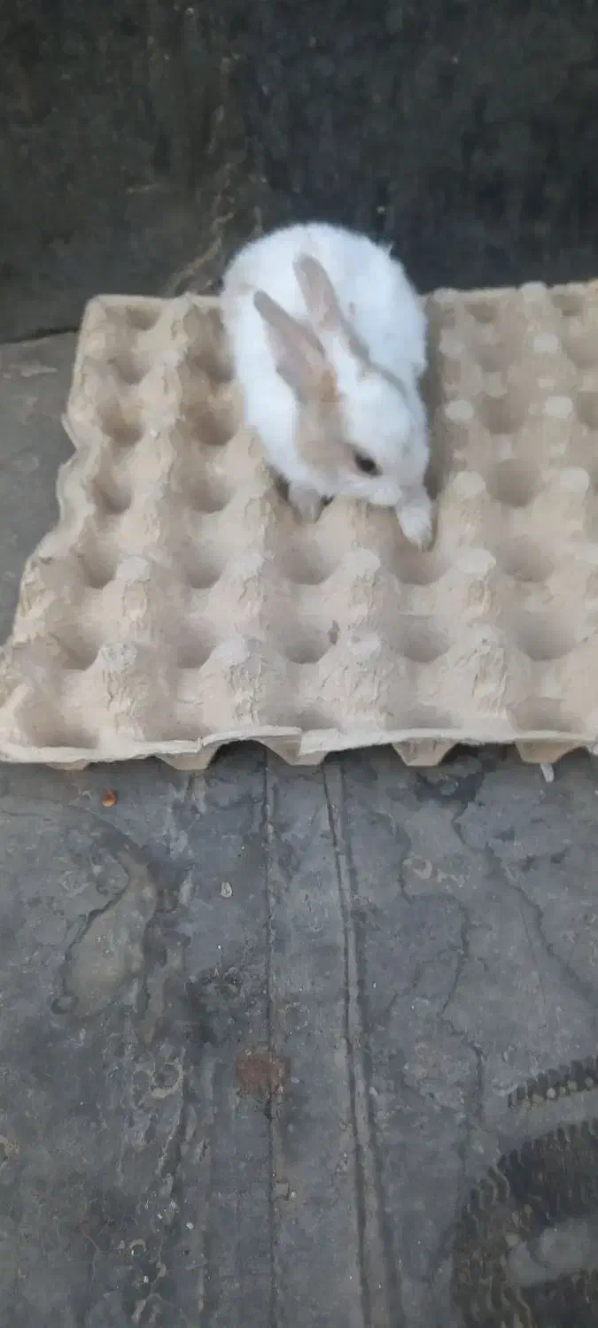 بچه خرگوش ناناز|موش و خرگوش|ملکآباد, |دیوار