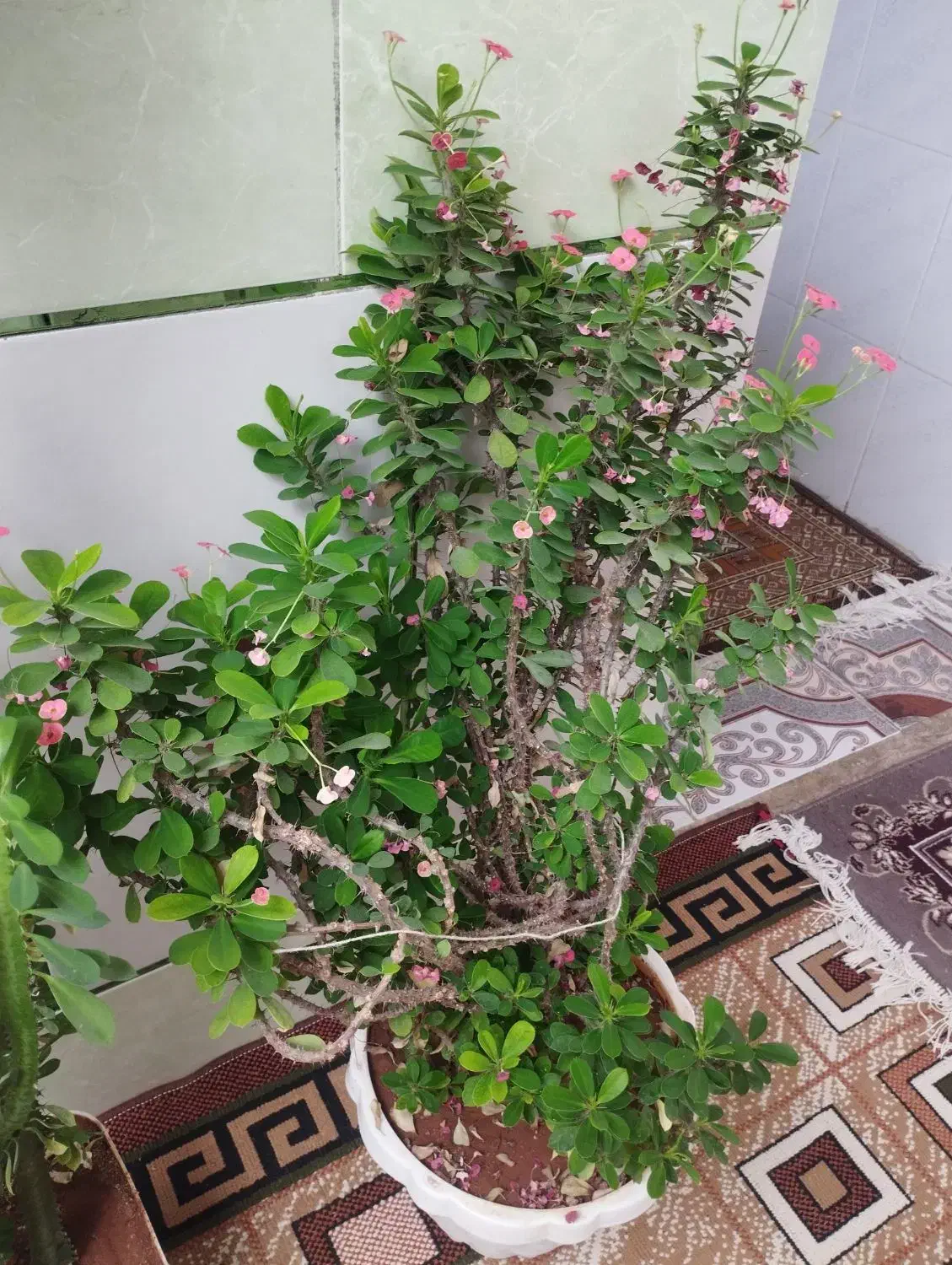 فروش گل|گل و گیاه طبیعی|لردگان, |دیوار
