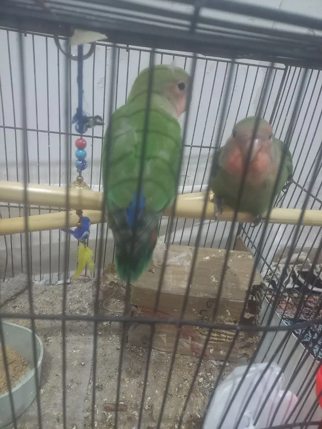 طوطی برزیلی|پرنده|کهریزک, |دیوار