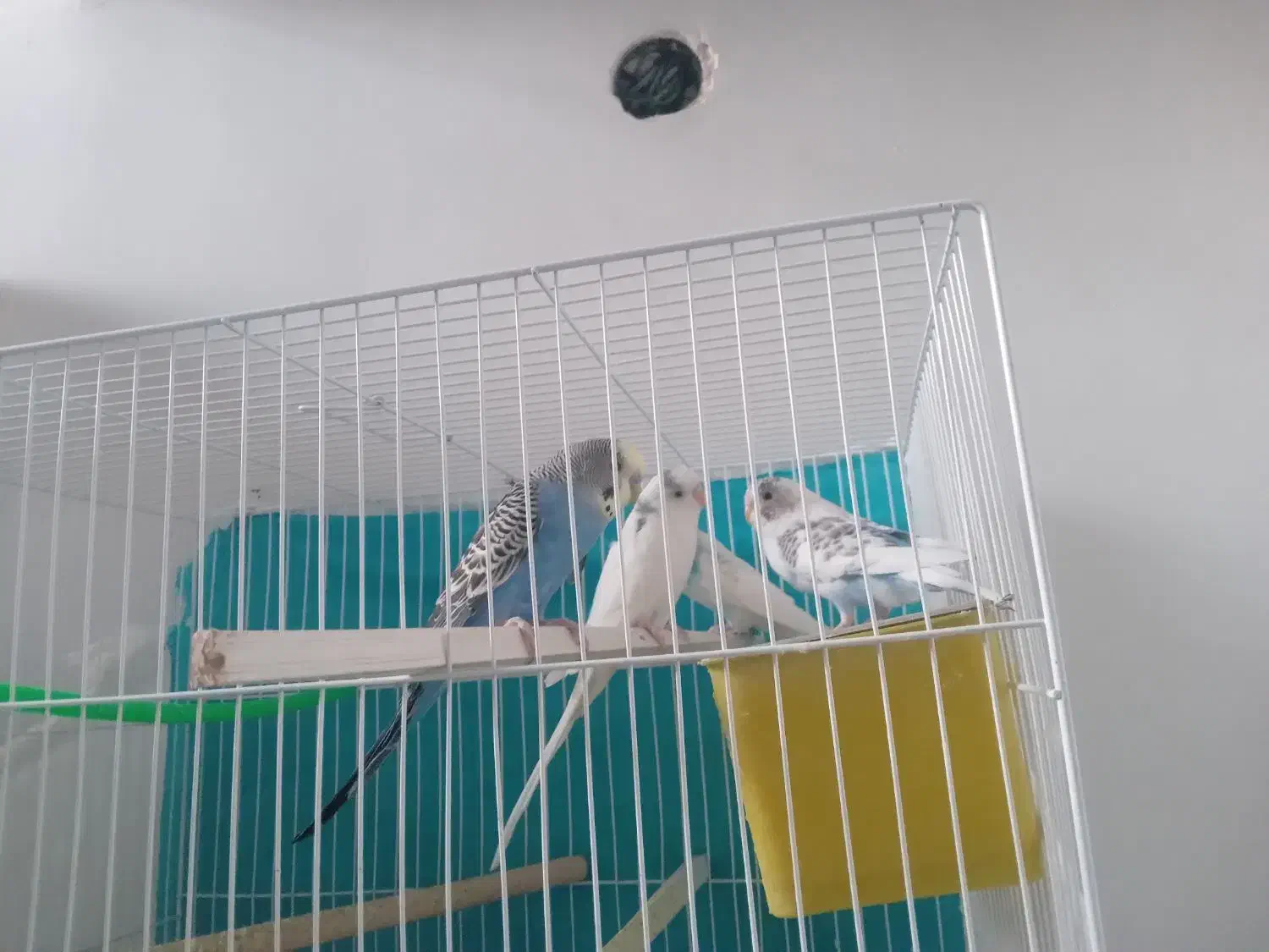 مرغ عشق باقفس|پرنده|مشهد, فاطمیه|دیوار