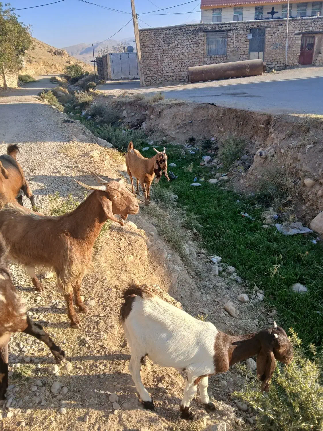 فروش‌بز‌اسرایلی‌|حیوانات مزرعه|فلارد, |دیوار