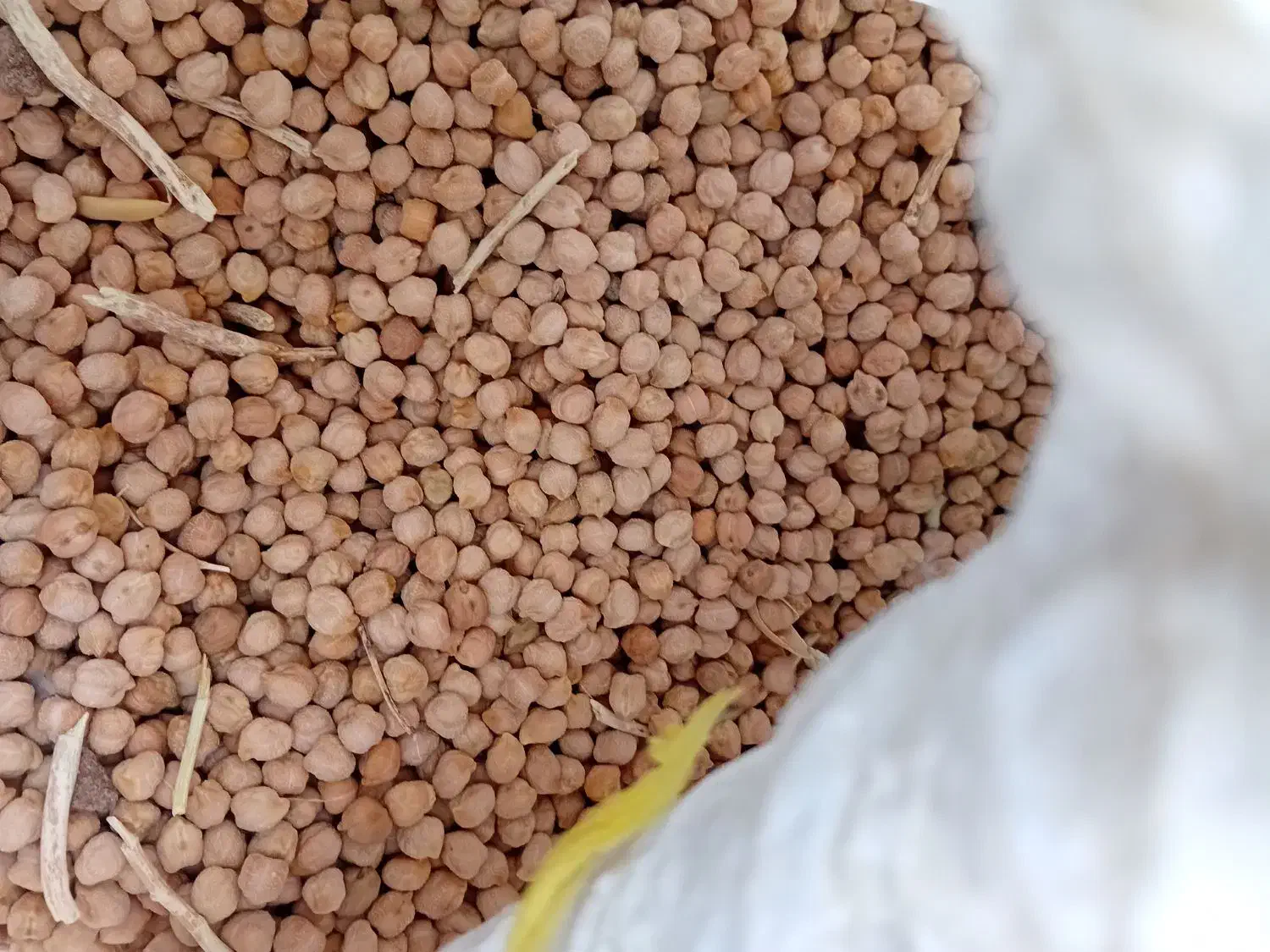 نخودسفید درشت الک شده|خوردنی و آشامیدنی|سراجو, |دیوار