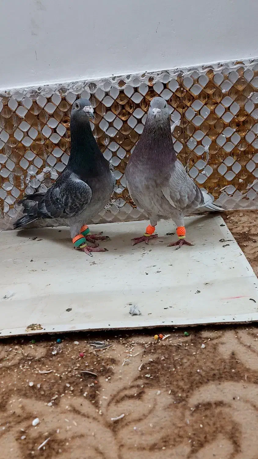 کبودر|پرنده|مشهد, انصار|دیوار