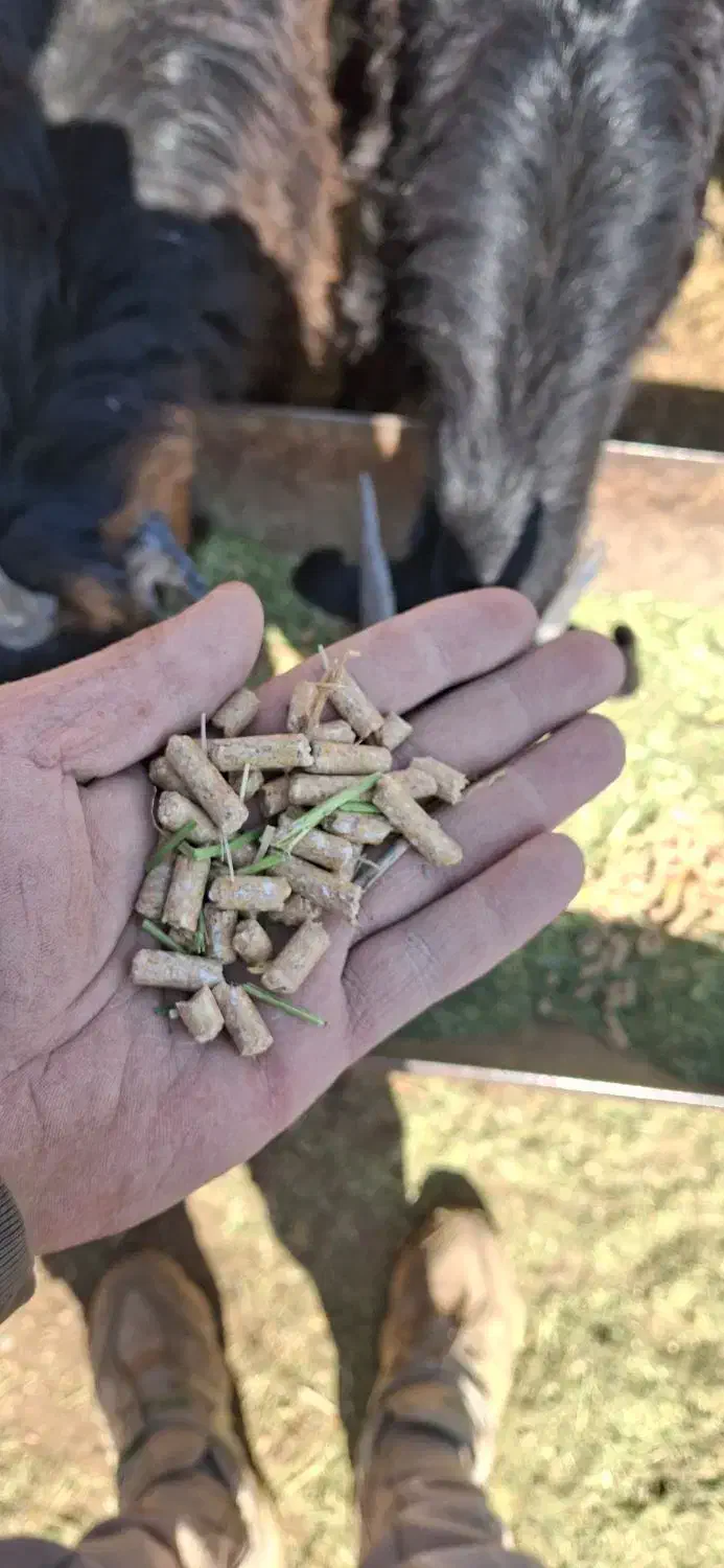 خوراک دام ویژه 15 کیسه|حیوانات مزرعه|پاسارگاد, |دیوار