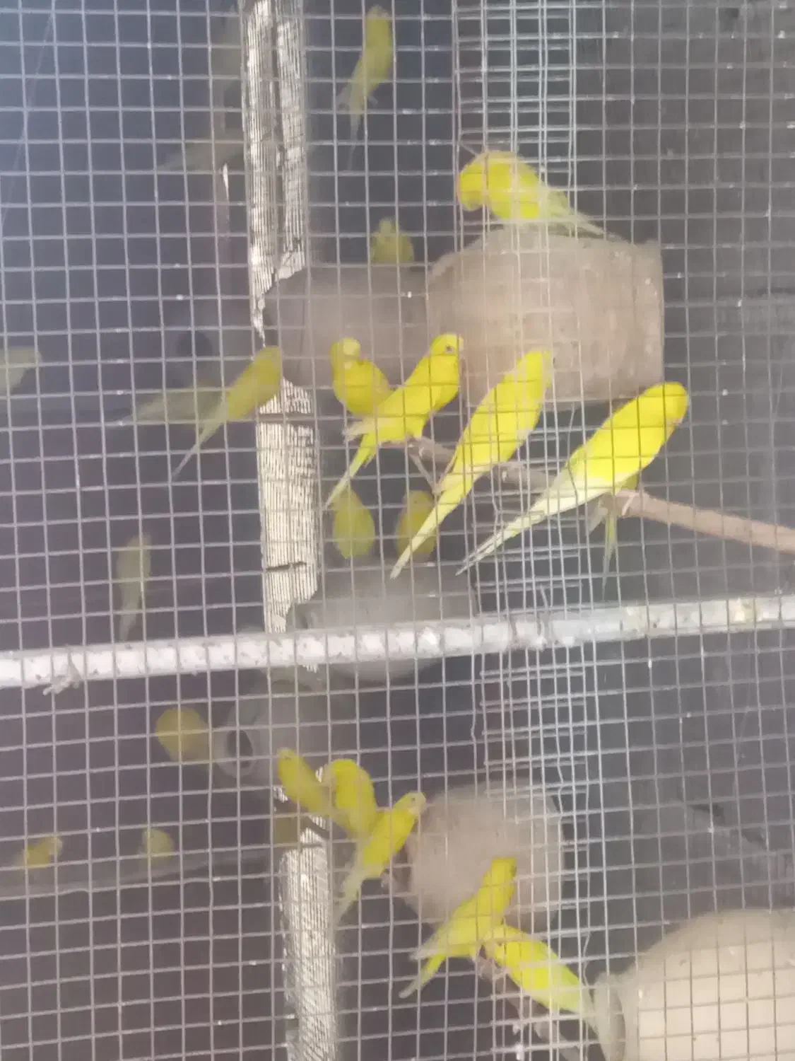 مرغ عشق هلندی|پرنده|بندر کنگان, |دیوار