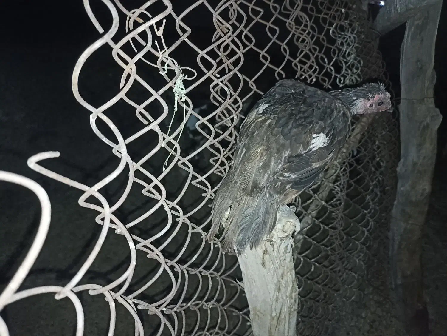 ماده مرغ فروشی|حیوانات مزرعه|دلگان, |دیوار