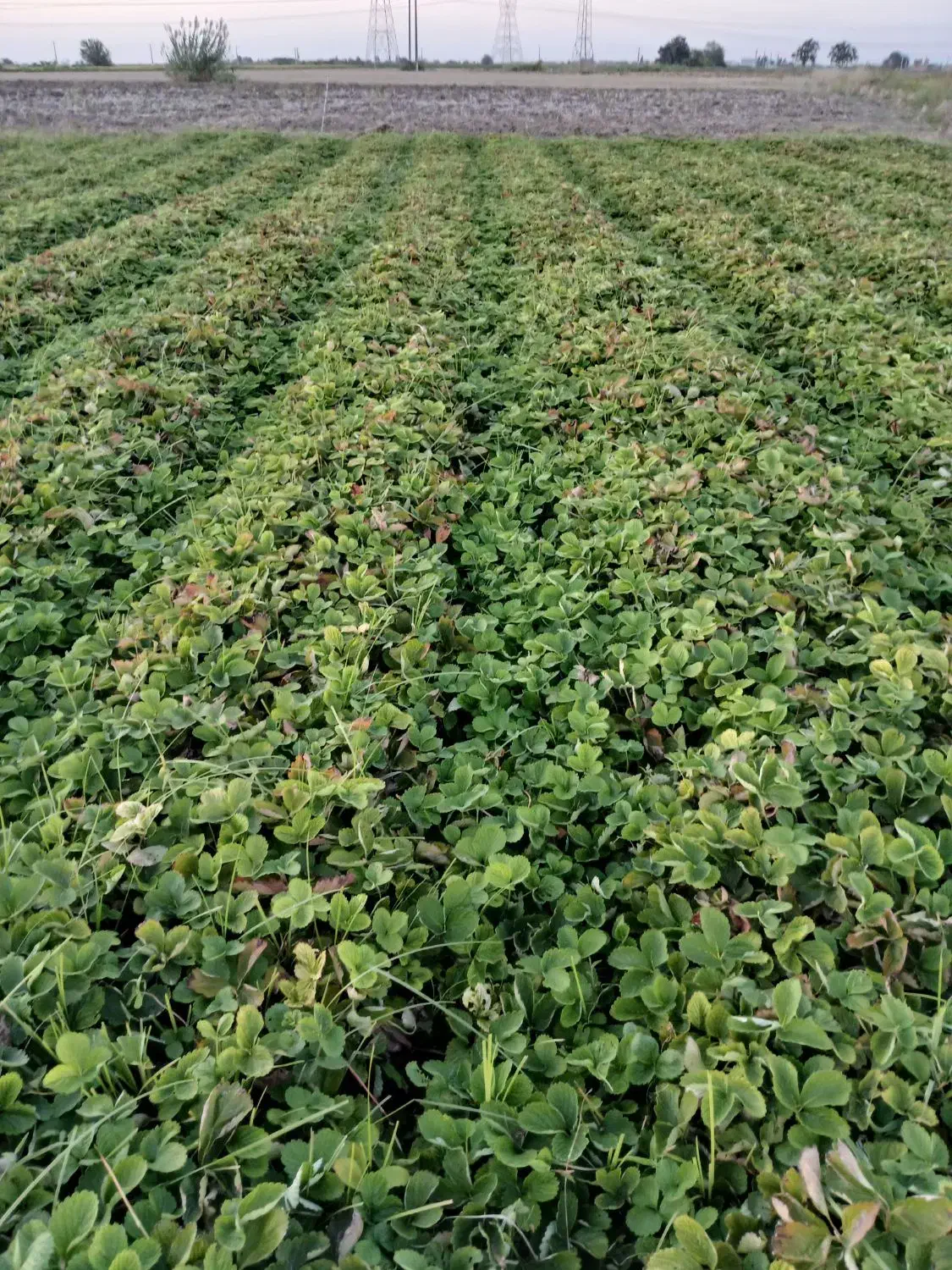 نهال توت فرنگی سابرینا نی ۱۰میلیون|خدمات باغبانی و درختکاری|خان ببین, |دیوار