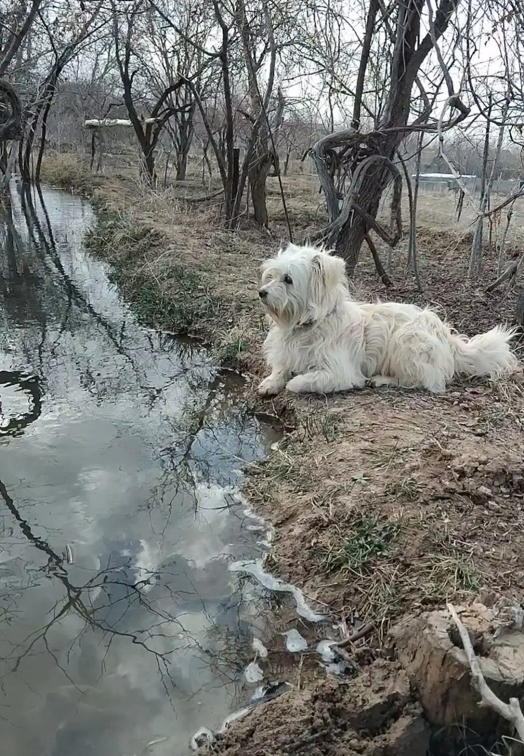 واگذاری سگ پاکوتاه|سگ|تربت جام, میان جام|دیوار