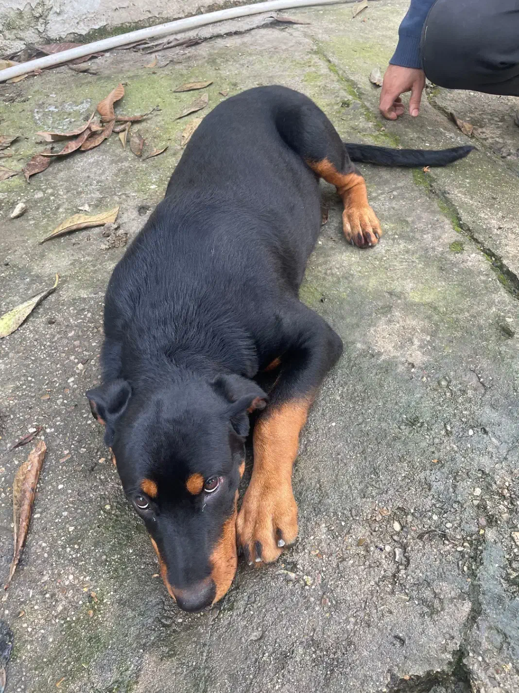 رتوایلر 4 ماهه واگذار می شود|سگ|خوشرودپی, |دیوار