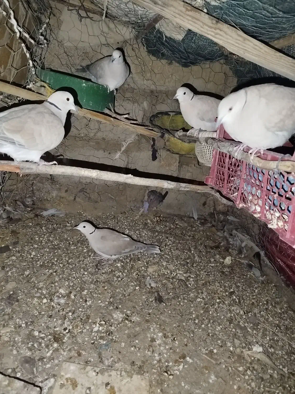 کبوتر باغی|پرنده|جزنیک, |دیوار