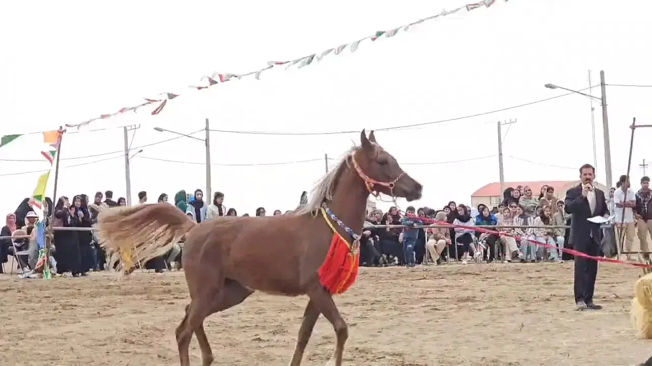 کره مادیون یکسرعرب|اسب و تجهیزات اسب‌سواری|یزد, |دیوار
