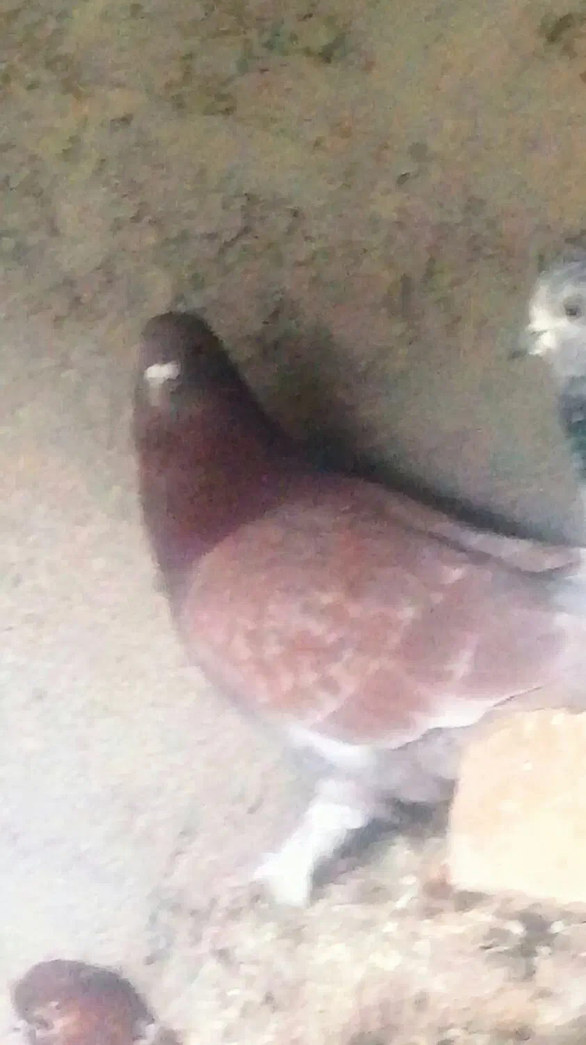 کفتر چشم سرخ رنگ قهوه ای پا پر سفید|پرنده|مهریز, |دیوار