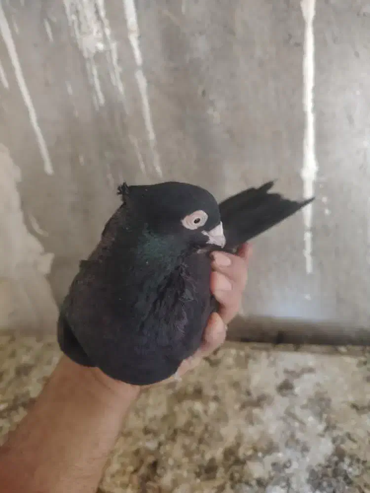 قیل وسرخ|پرنده|شهرضا, |دیوار