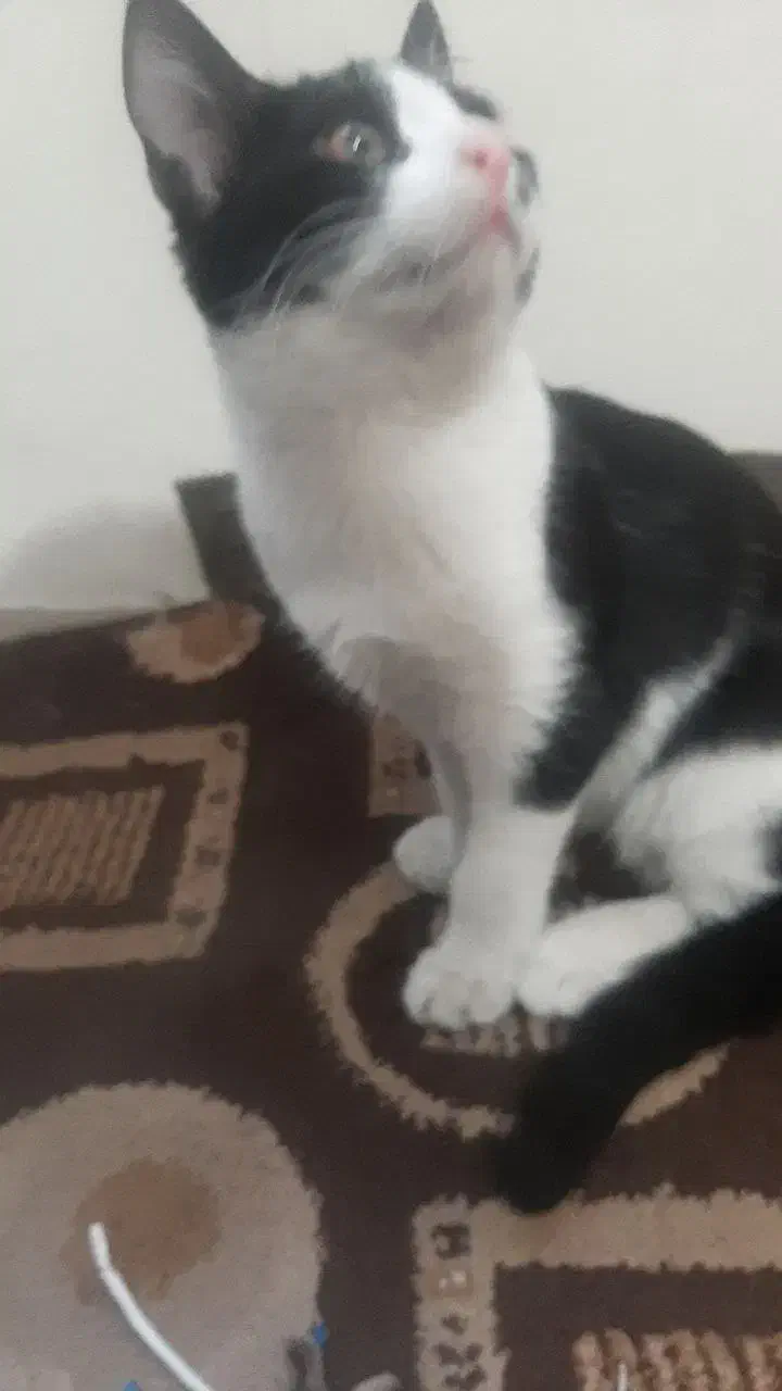 واگذاری بچه گربه نر تاکسیدو|گربه|تهران, جیحون|دیوار