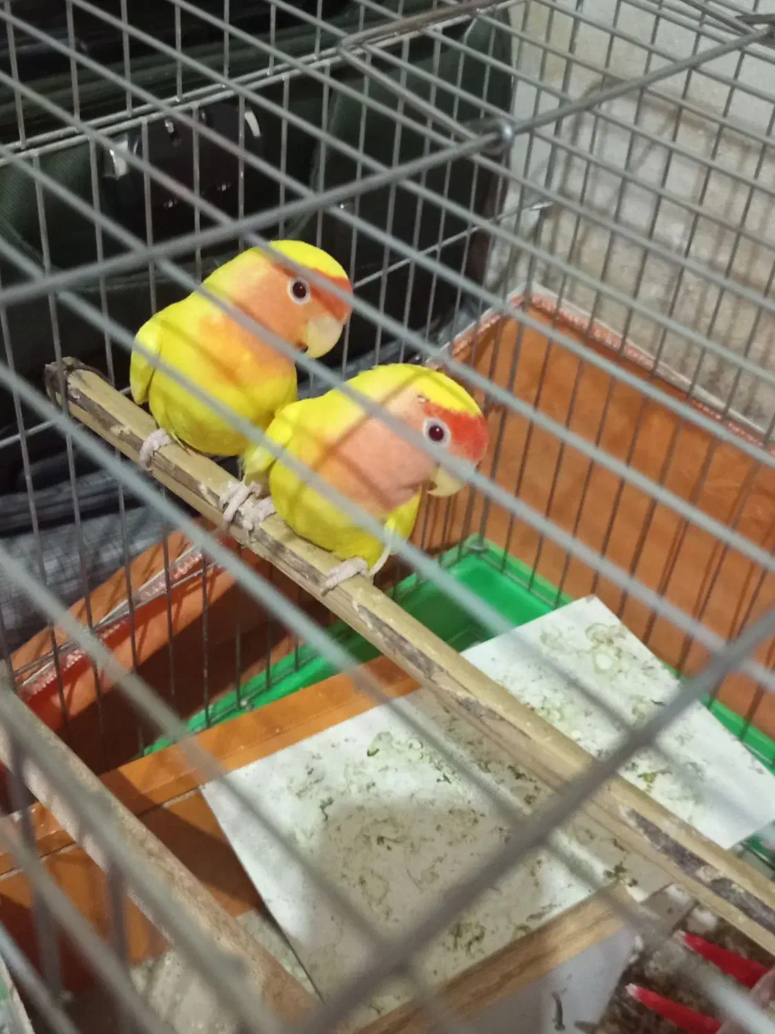 طوطی برزیلی|پرنده|میناب, |دیوار