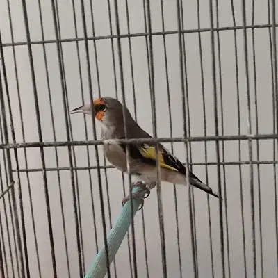 سقا نر کرمانی معاوضه با|پرنده|کرمان, |دیوار