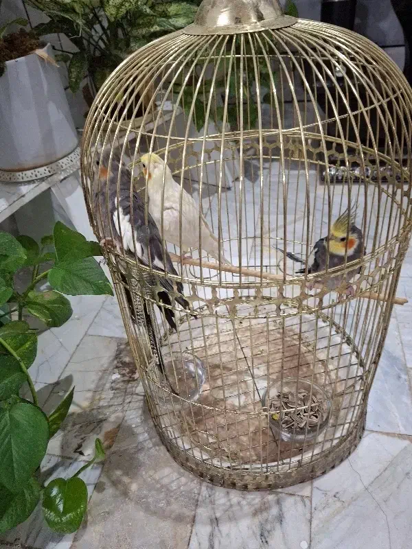 مرغ عشق فروشی و عروس هلندی مولد|پرنده|مشهد, سرافرازان|دیوار