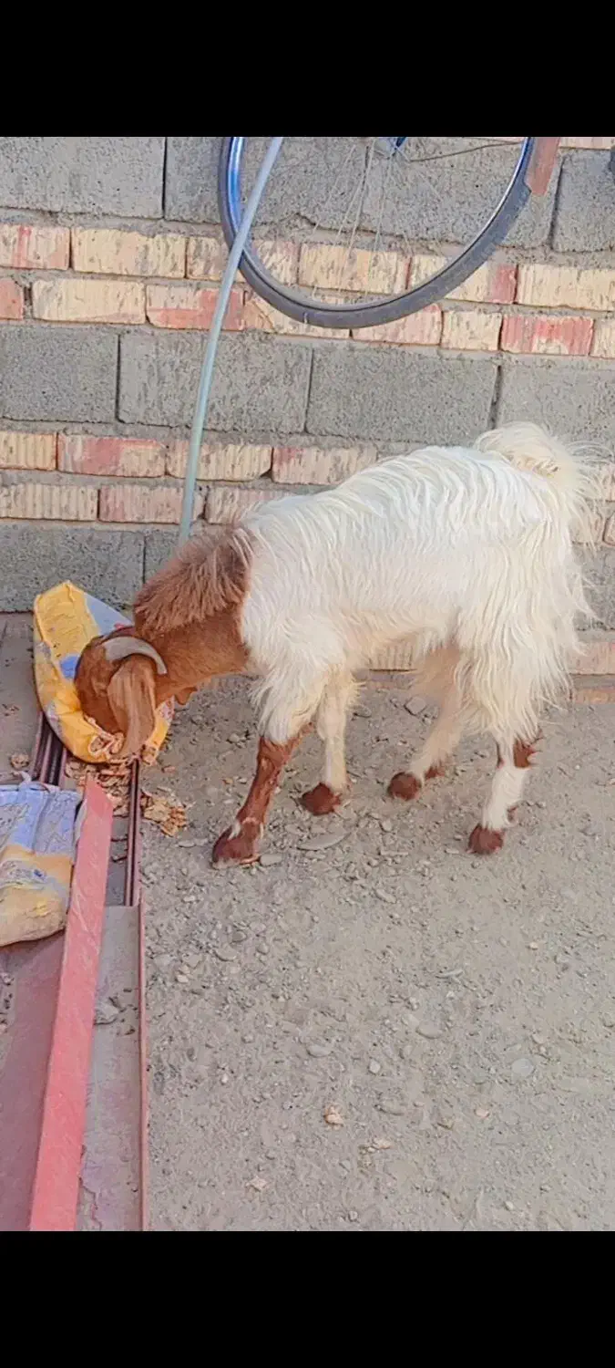 پاچن دورگه پاکستانی|حیوانات مزرعه|ایرانشهر, |دیوار