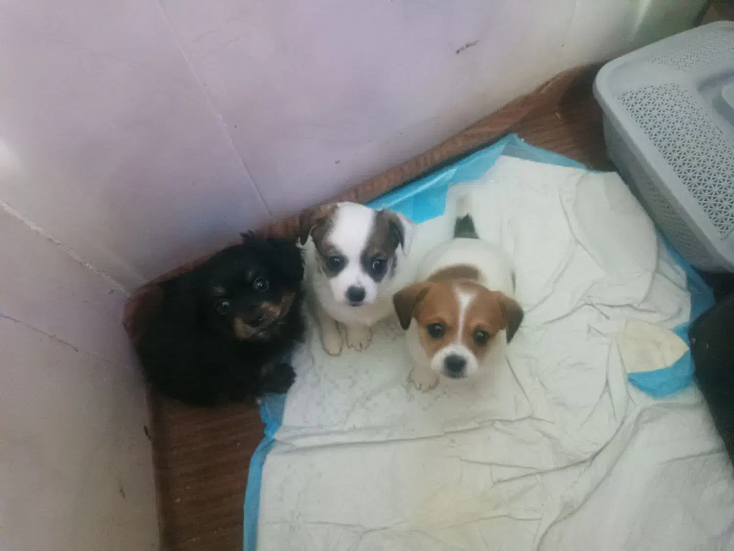 سگ شیوابا همراه دوعددتوله ی دوماهه مظلوم ومهربون|سگ|فسا, |دیوار