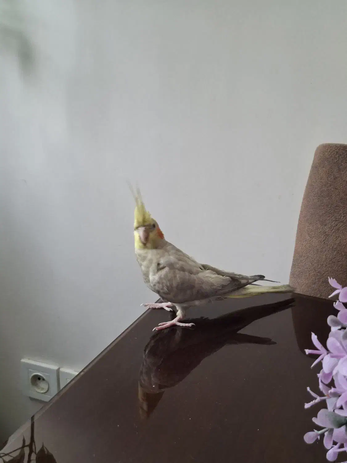 دو عدد عروس هلندی نر|پرنده|اندیشه, اندیشه فاز ۵|دیوار