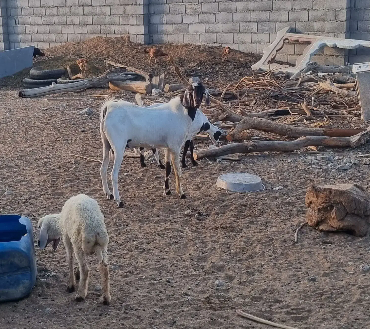 کهره نر و ماده ابستن|حیوانات مزرعه|میناب, |دیوار