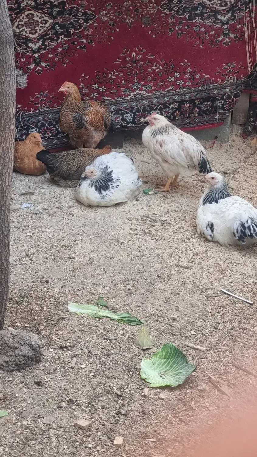 مرغ|حیوانات مزرعه|کرج, عظیمیه|دیوار