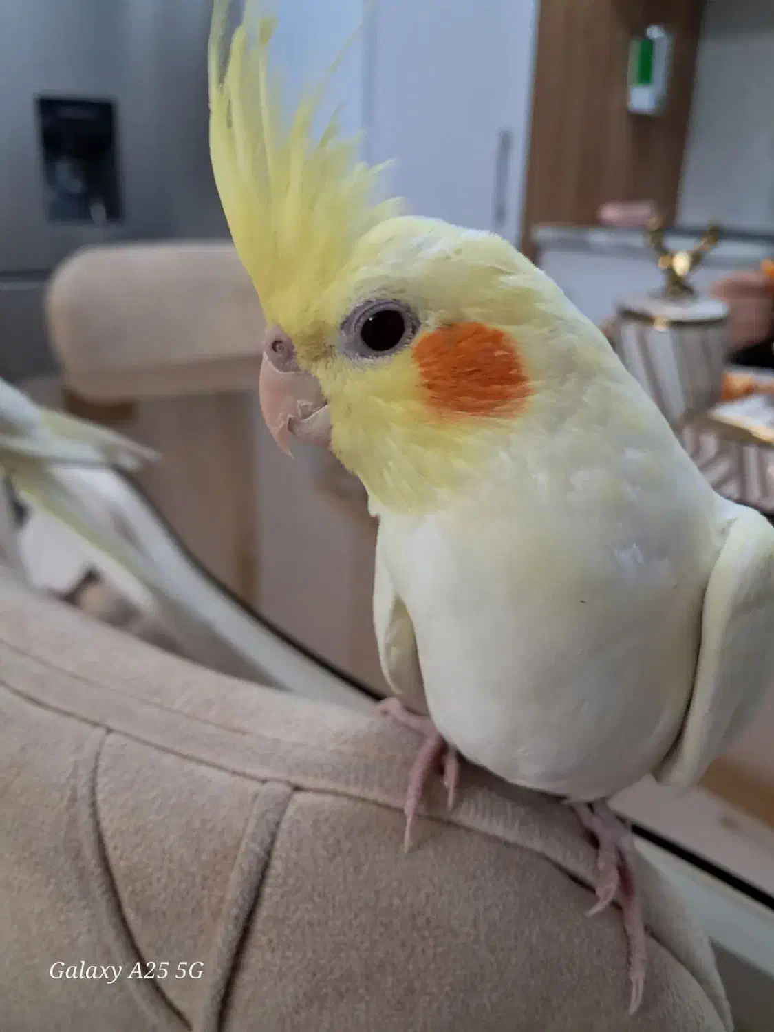 عروس هلندی کاملا اهلی فوق رام|پرنده|تبریز, |دیوار