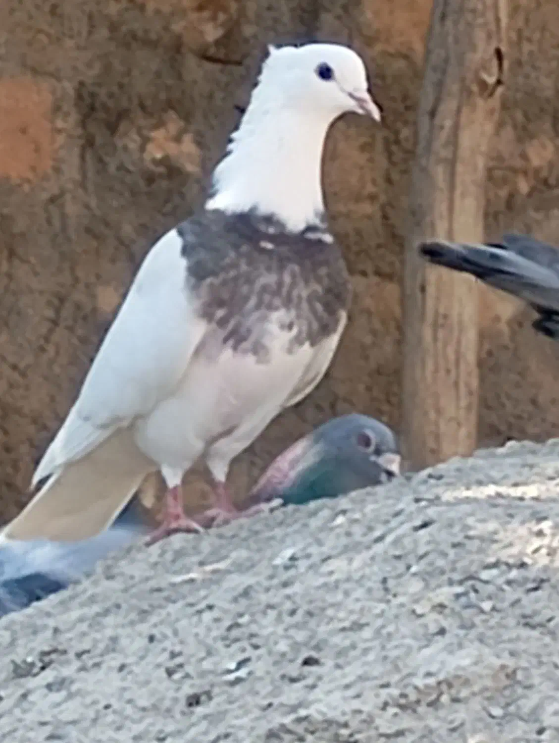 طوقی|پرنده|اسلام‌‌آباد غرب, |دیوار